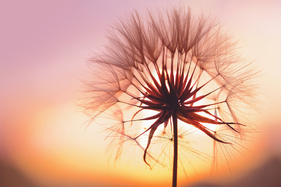 Dandelion at Sunset Photograph Print 100% Australian Made