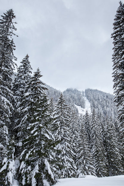 Snow Covered Pine Forest Trees Photograph Print 100% Australian Made