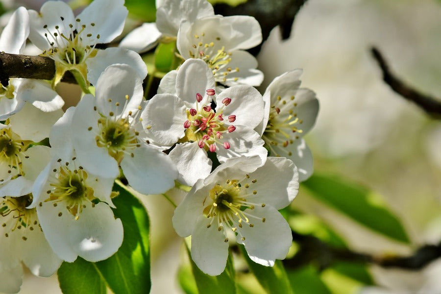 White Pear Blossom Flowers with Branches Photograph Print 100% Australian Made