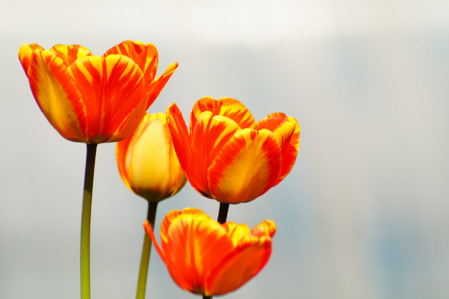 Orange Tulips Closeup Photograph Home Decor Premium Quality Poster Print Choose Your Sizes