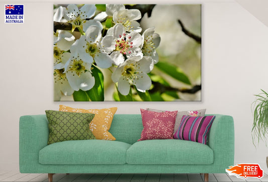 White Pear Blossom Flowers with Branches Photograph Print 100% Australian Made