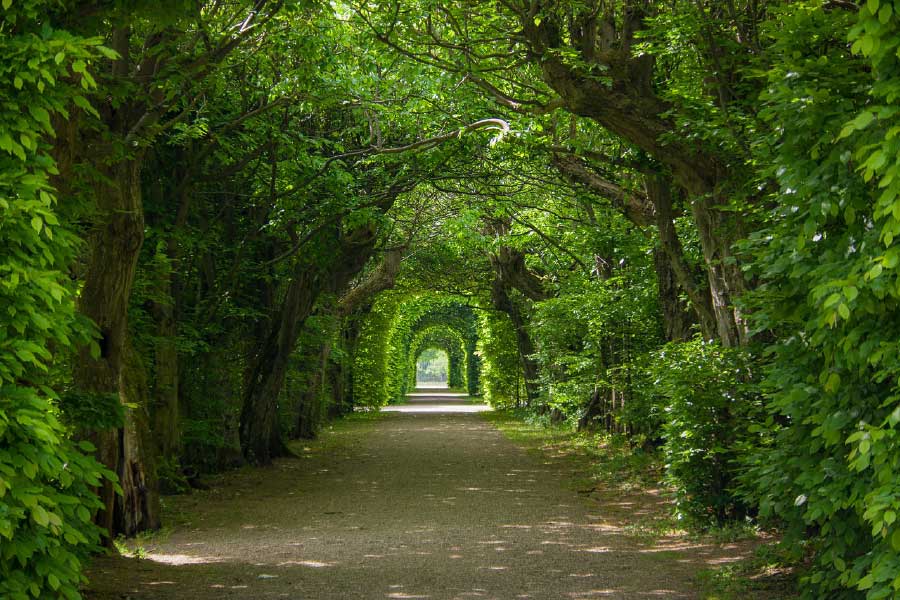 Arch Shaped Trees Photograph Print 100% Australian Made