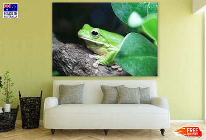 Green Frog on Tree Branch Photograph Print 100% Australian Made