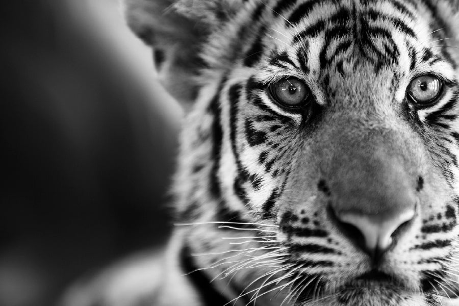 Tiger Face B&W Closeup Photograph Print 100% Australian Made
