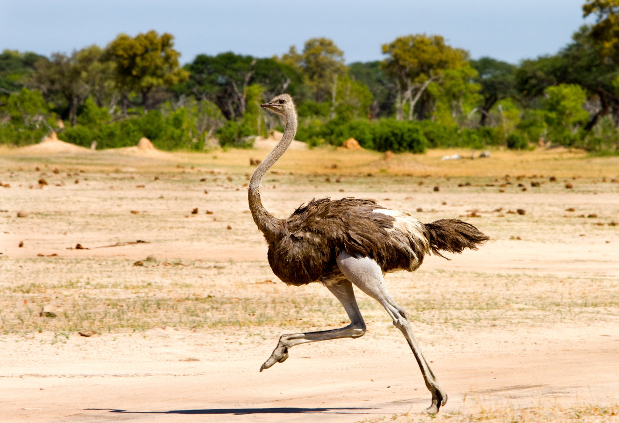 Ostrich Running View Photograph Print 100% Australian Made