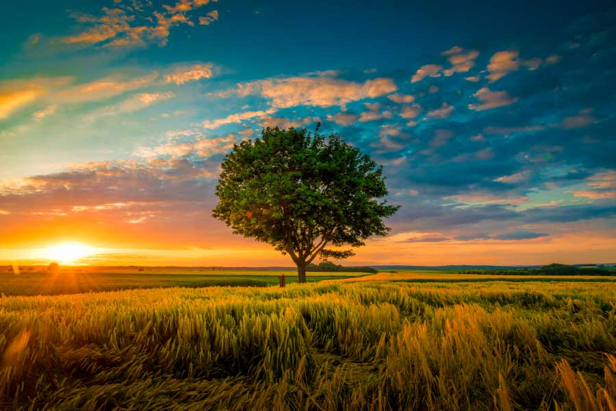 Bella Home Tree on Grass Field Sunset Sky Print Canvas Ready to hang