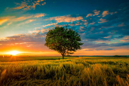 Bella Home Tree on Grass Field Sunset Sky Print Canvas Ready to hang