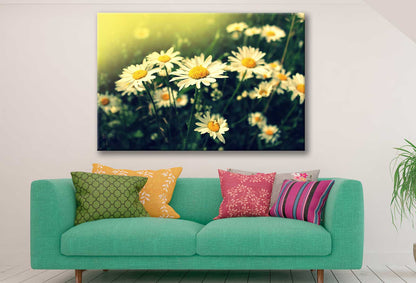 Bella Home White Daisie Flowers With Sun Light Print Canvas Ready to hang