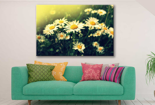 Bella Home White Daisie Flowers With Sun Light Print Canvas Ready to hang