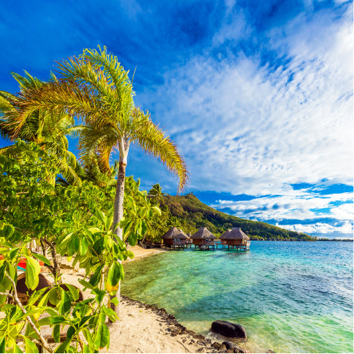 Square Canvas Sandy Beach With Palm Trees High Quality Print 100% Australian Made