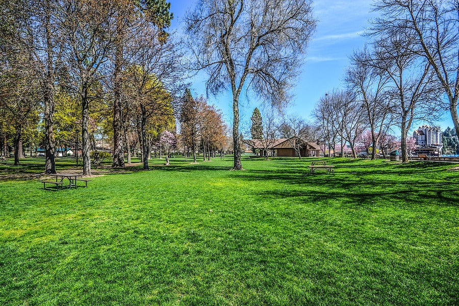 Green Grass Park with Dead Trees Photograph Print 100% Australian Made