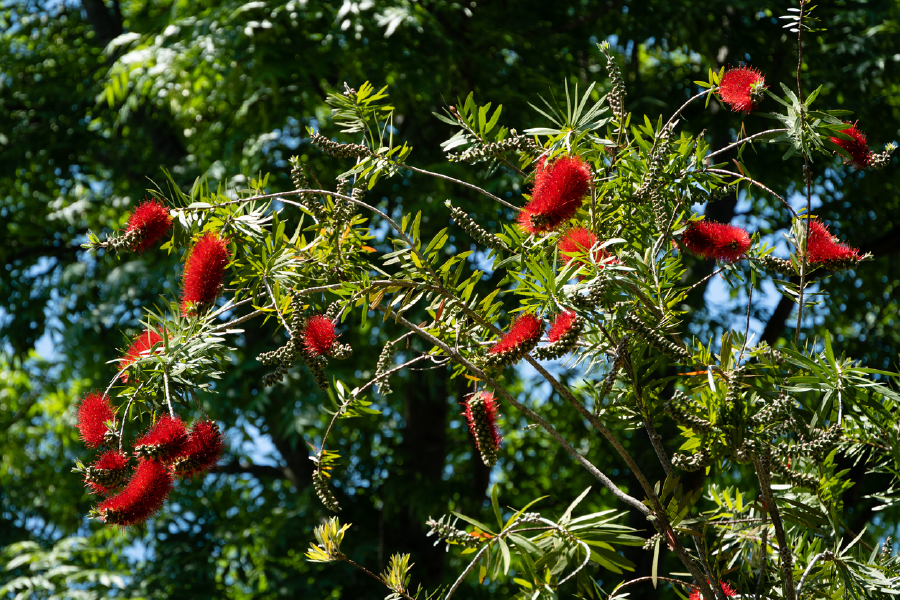 Red Flower Trees Photograph Print 100% Australian Made