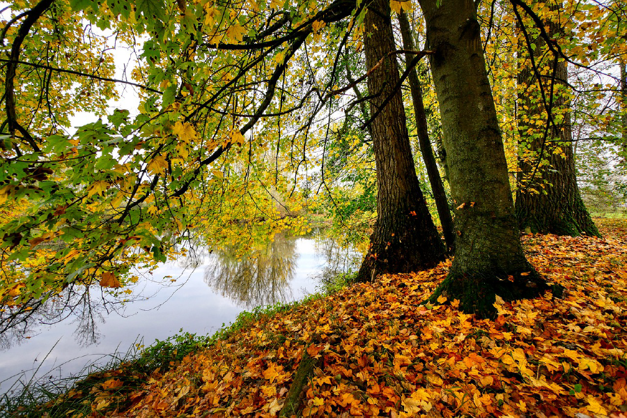 Autumn Forest Near Lake Photograph Print 100% Australian Made