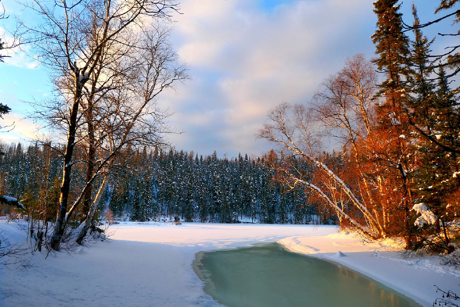 Snow Covered Trees Photograph Print 100% Australian Made