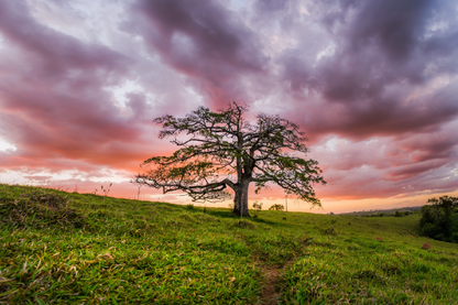 Tree & Sunset Scenery Photograph Print 100% Australian Made