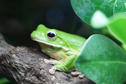 Green Frog on Tree Branch Photograph Print 100% Australian Made