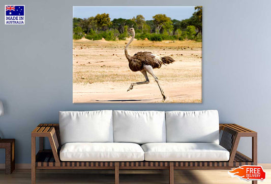 Ostrich Running View Photograph Print 100% Australian Made