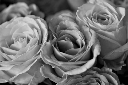 Rosees Closeup B&W View Photograph Home Decor Premium Quality Poster Print Choose Your Sizes