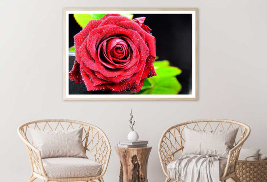 Water Drop on Rose Closeup View Photograph Home Decor Premium Quality Poster Print Choose Your Sizes