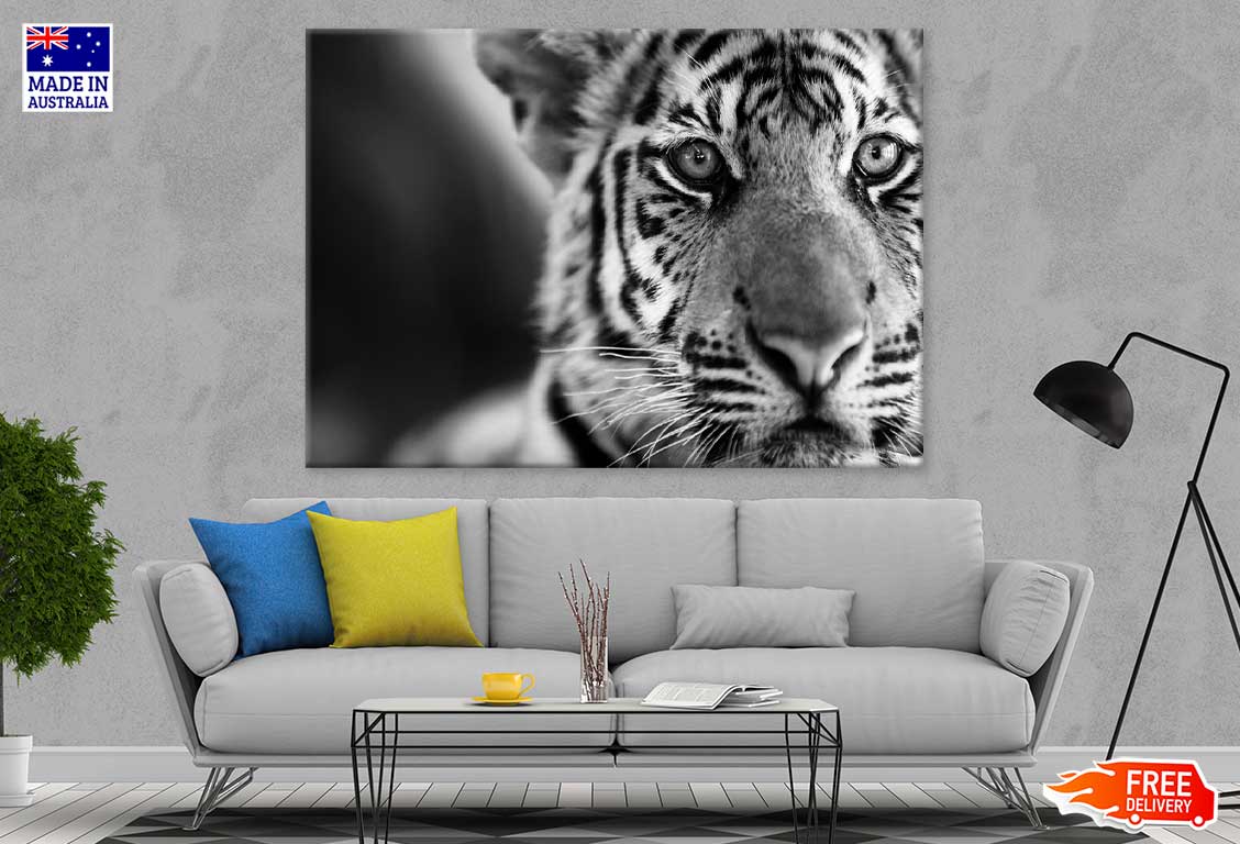 Tiger Face B&W Closeup Photograph Print 100% Australian Made