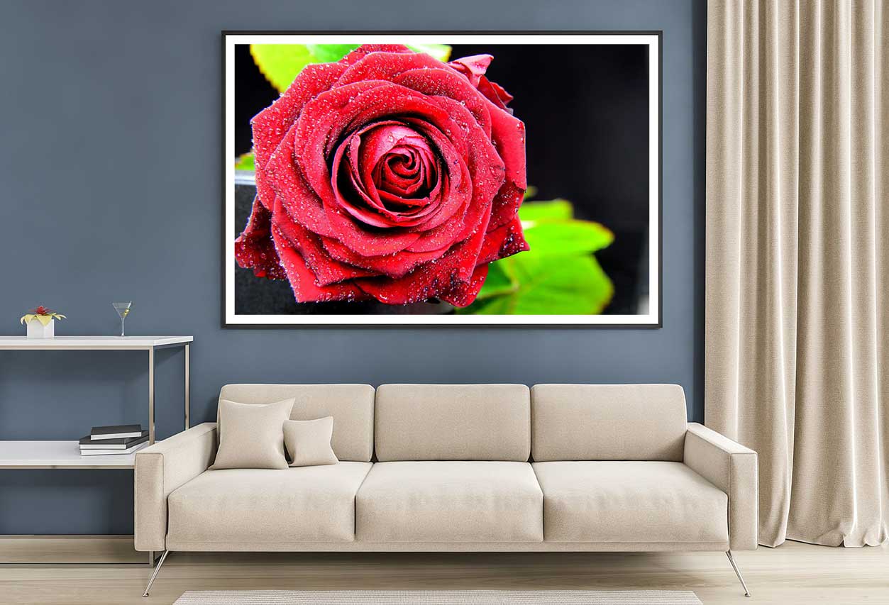 Water Drop on Rose Closeup View Photograph Home Decor Premium Quality Poster Print Choose Your Sizes