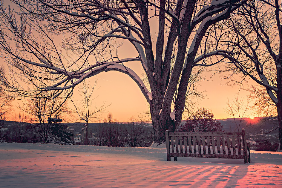 Snow Covered Tree Photograph Print 100% Australian Made