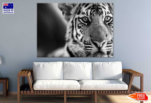 Tiger Face B&W Closeup Photograph Print 100% Australian Made