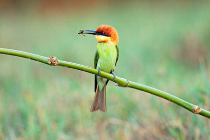 Bella Home Chestnut Headed Bee Eater Bird Print Canvas Ready to hang