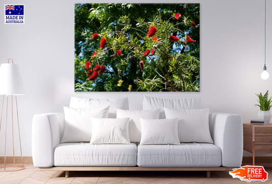 Red Flower Trees Photograph Print 100% Australian Made