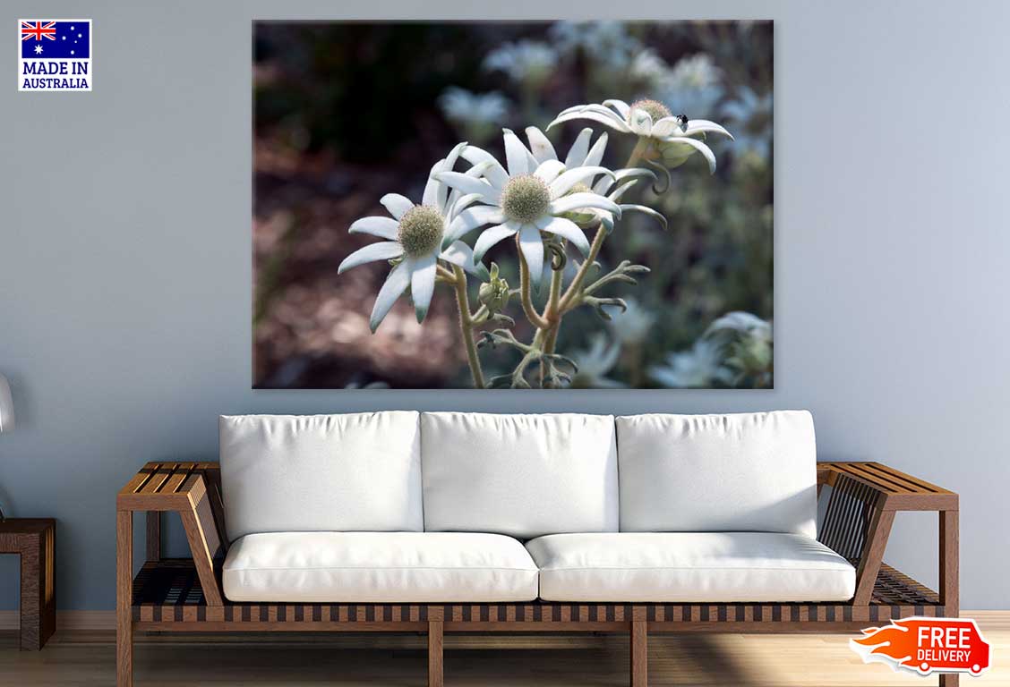 Flannel Flowers Closeup View Photograph Print 100% Australian Made