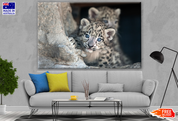 Snow Leopard Baby Portrait Photograph Print 100% Australian Made