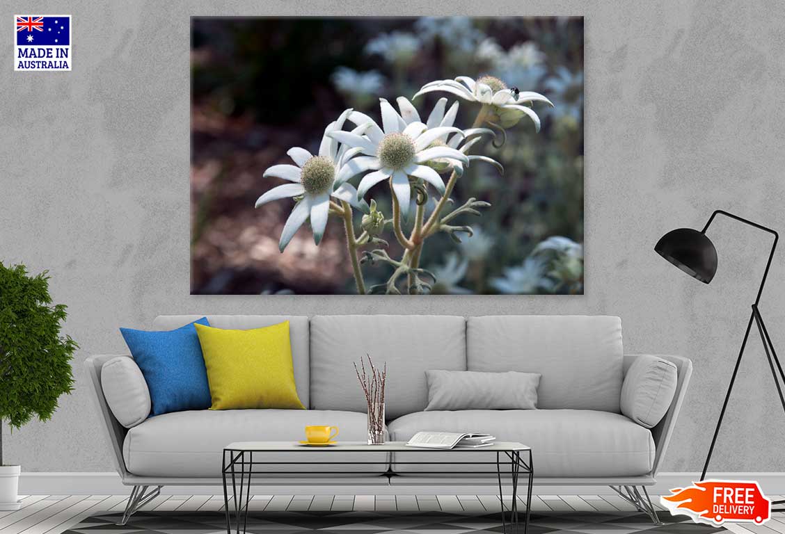 Flannel Flowers Closeup View Photograph Print 100% Australian Made