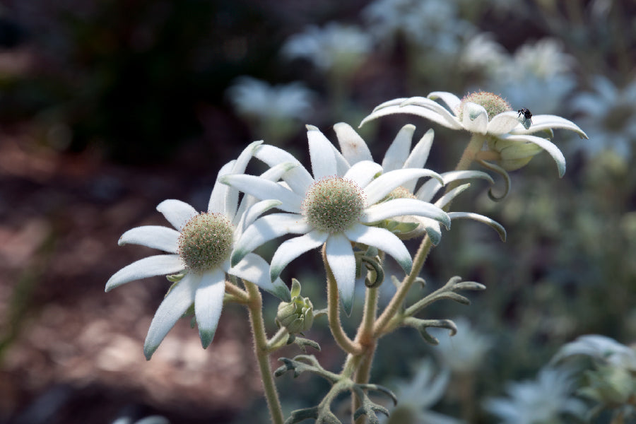 Flannel Flowers Closeup View Photograph Print 100% Australian Made