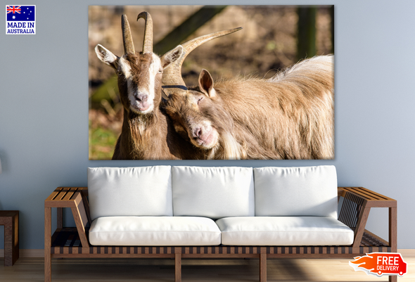 Lovely Goats Portrait Photograph Print 100% Australian Made