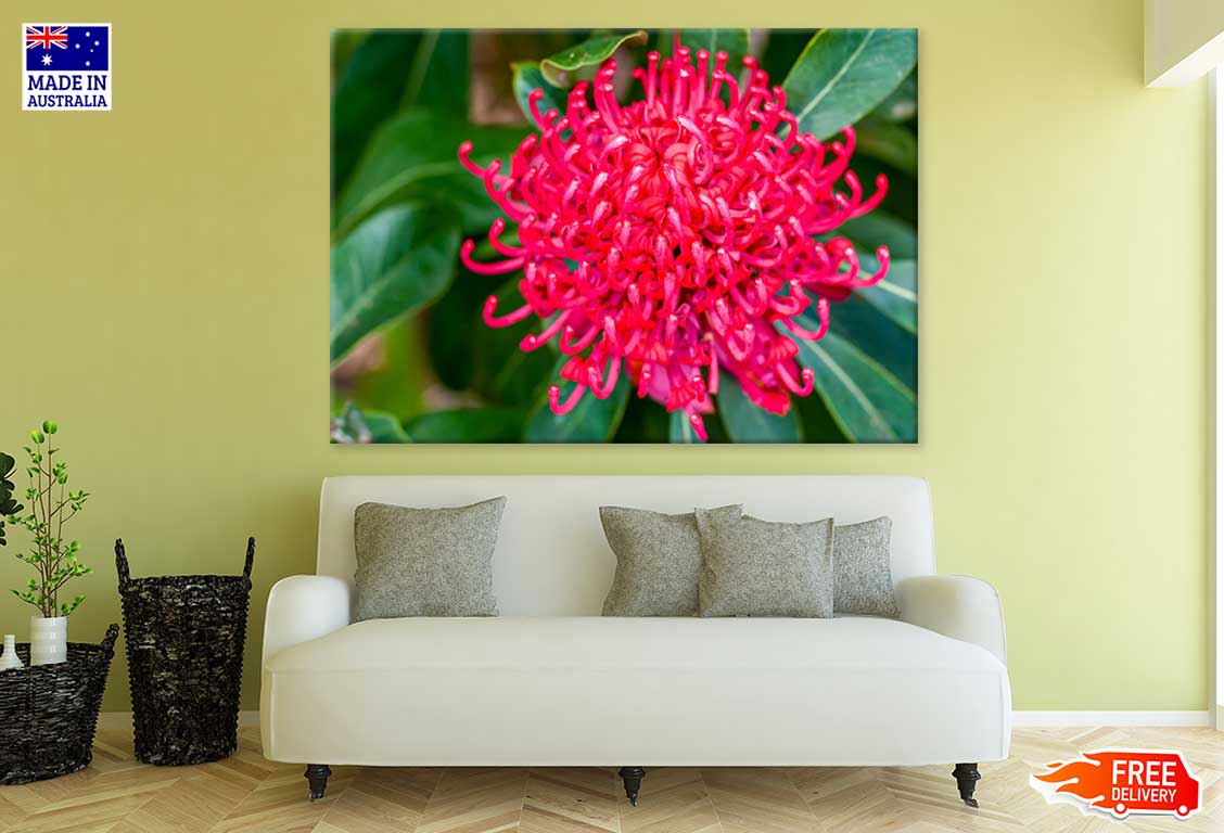 Red Waratah Flower Closeup View Photograph Print 100% Australian Made