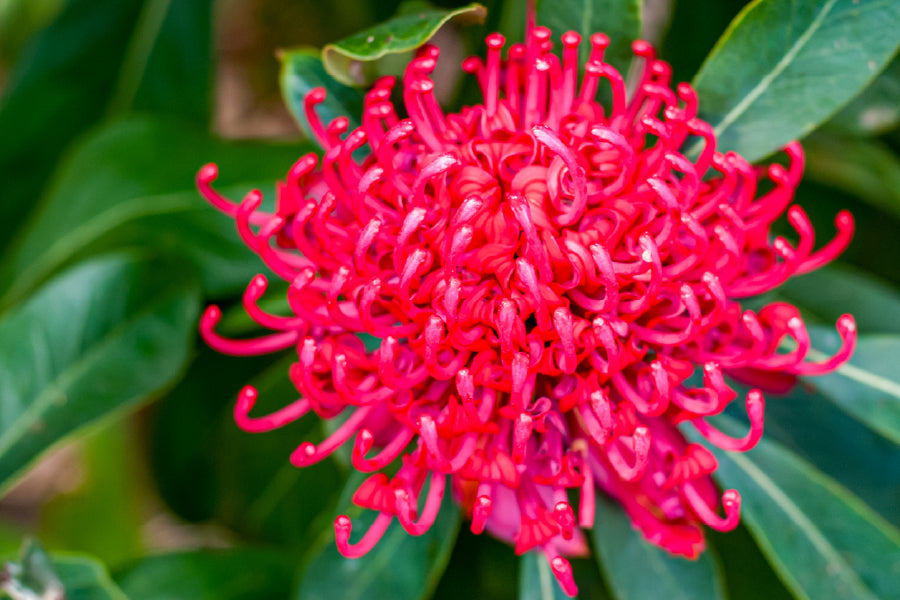 Red Waratah Flower Closeup View Photograph Print 100% Australian Made