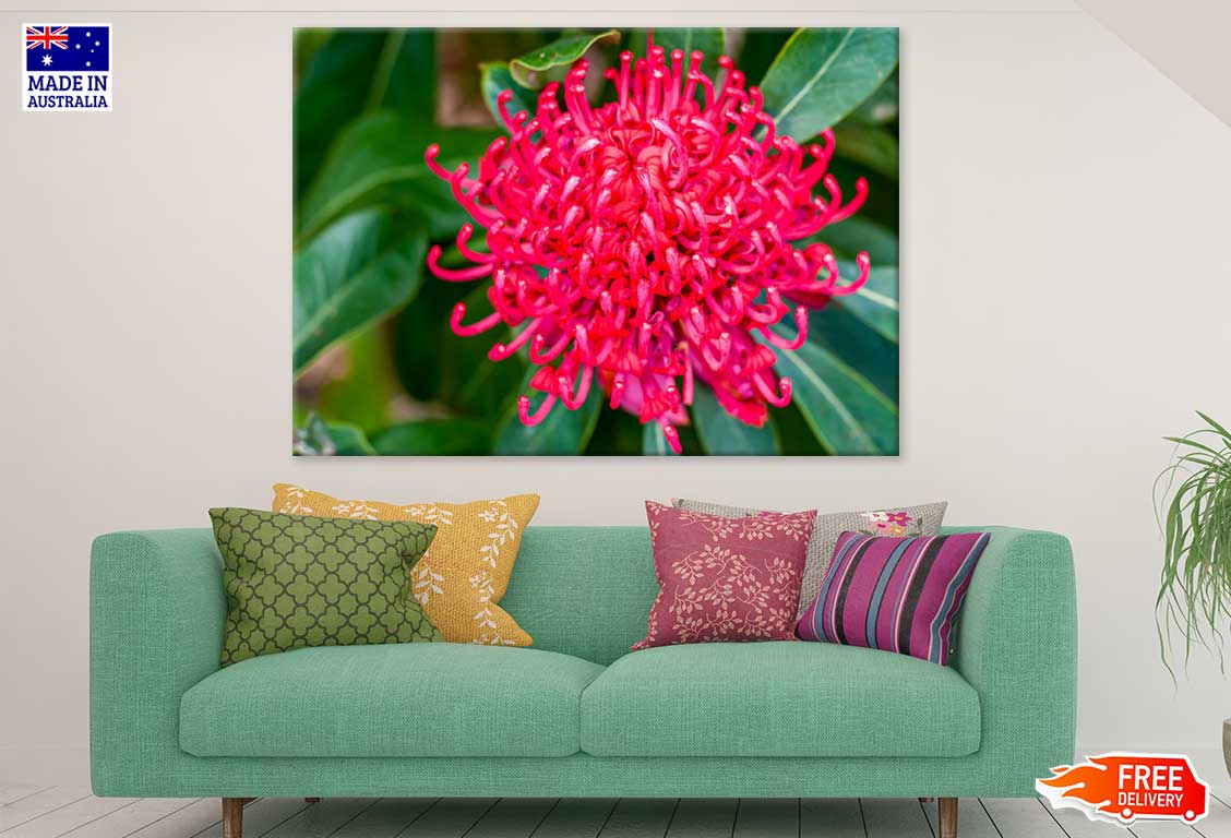 Red Waratah Flower Closeup View Photograph Print 100% Australian Made