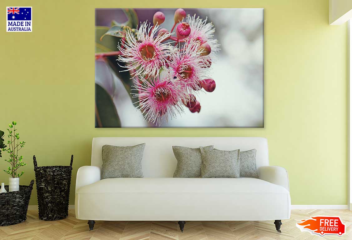 Eucalyptus Blossom Flowers View Photograph Print 100% Australian Made