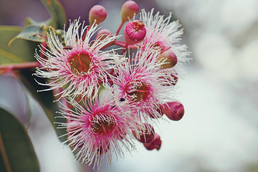 Eucalyptus Blossom Flowers View Photograph Print 100% Australian Made