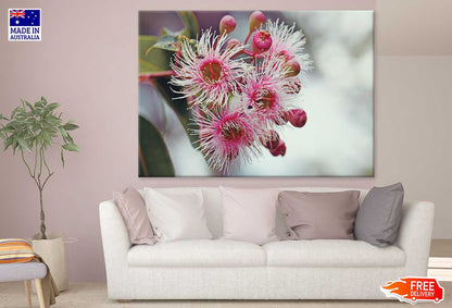 Eucalyptus Blossom Flowers View Photograph Print 100% Australian Made