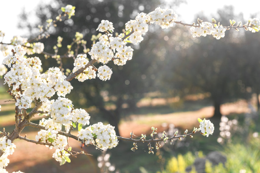 White Blossom Flower Tree Branch View Photograph Print 100% Australian Made