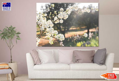 White Blossom Flower Tree Branch View Photograph Print 100% Australian Made