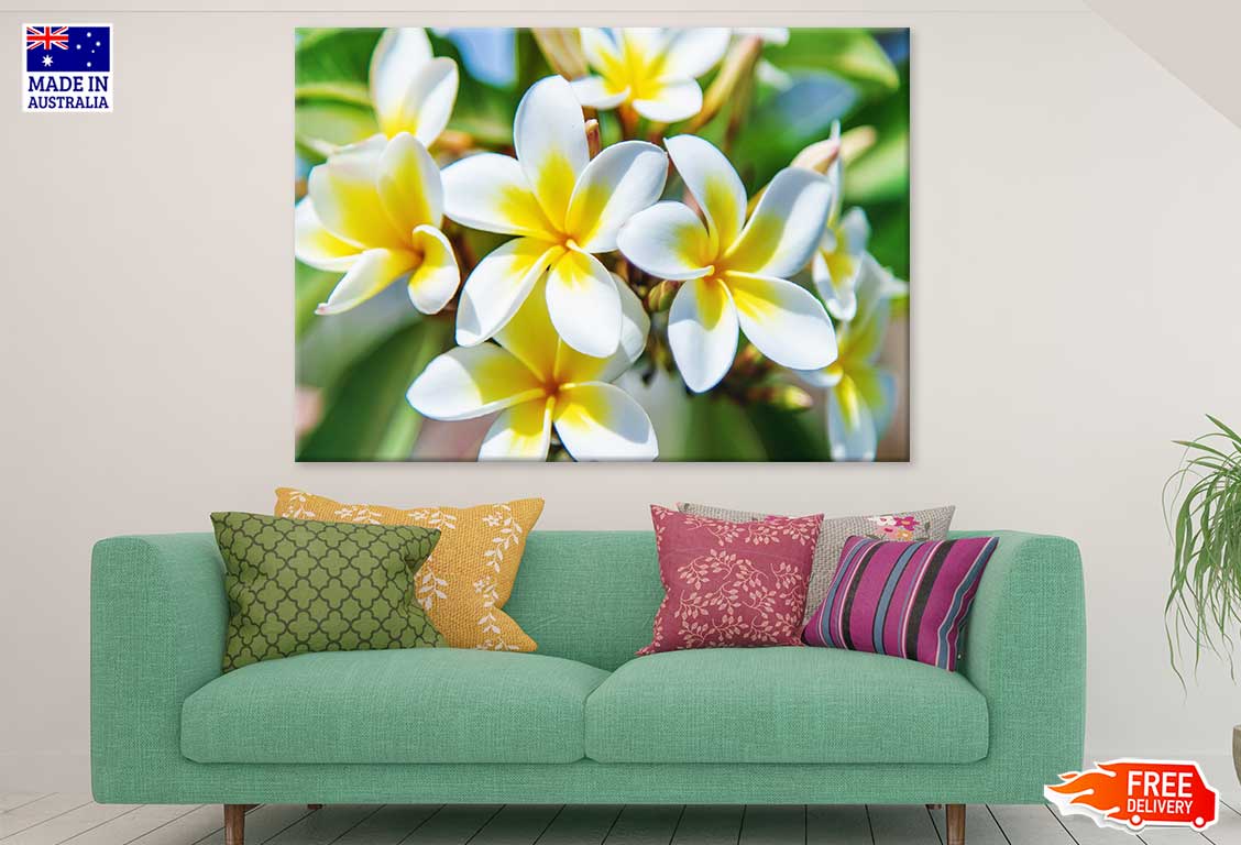 Plumeria Flowers Closeup View Photograph Print 100% Australian Made