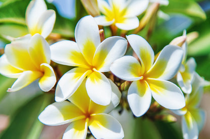 Plumeria Flowers Closeup View Photograph Print 100% Australian Made