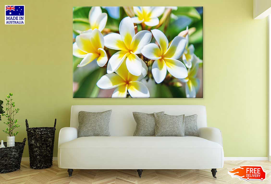 Plumeria Flowers Closeup View Photograph Print 100% Australian Made