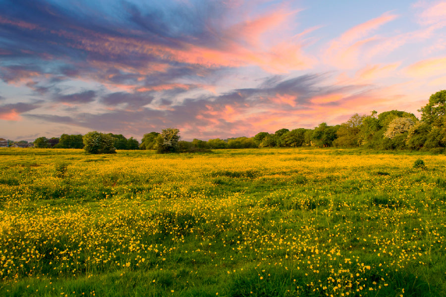 Wild Yellow Flower Field View Photograph Print 100% Australian Made