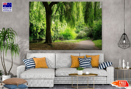 Road Covered with Weeping Willow Tree Photograph Print 100% Australian Made