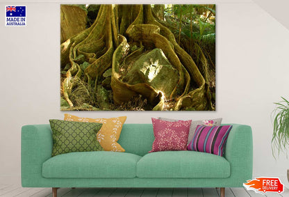 Tree Root Closeup Photograph Print 100% Australian Made