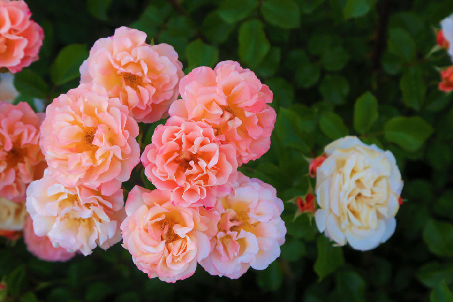 Floribunda Roses Closeup View Photograph Print 100% Australian Made