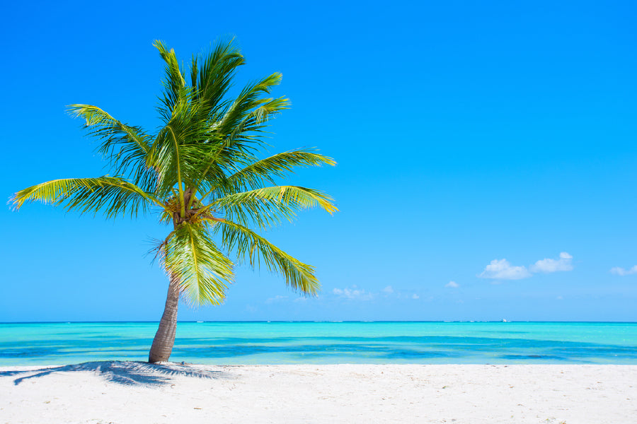 Palm Tree on Tropical Sandy Sea Photograph Print 100% Australian Made